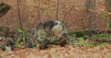 Avrupa Gri Kurtları (Canis Lupus Lupus) Ormanda. Yavaş çekim