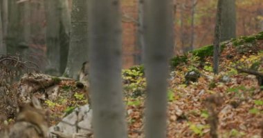 Gray wolves (Canis Lupus)  running in the autumn forest, slow motion
