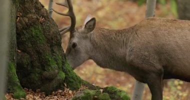 Sonbahar ormanında kızıl geyik (Cervus elaphus). Yakın plan.