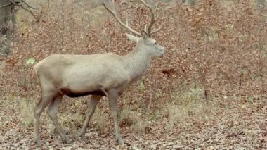 Adult Red Deer Stag Grazing in autumm forest