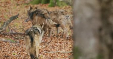 Avrupa Gri Kurtları (Canis Lupus Lupus) Ormanda Koşuyor