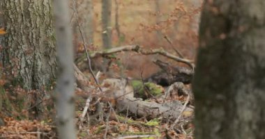 Gray wolves (Canis Lupus) search for food in the autumn forest, slow motion shot