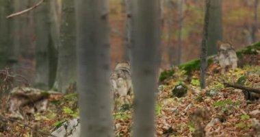 Avrupa Gri Kurtları (Canis Lupus Lupus) Ormanda, Yavaş Çekimde Koşuyor