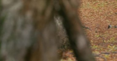 Gri kurtlar (Canis Lupus) sonbahar ormanlarında yavaş çekimde. Macaristan, Avrupa