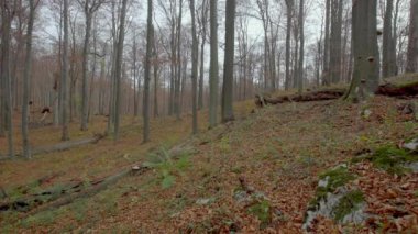 Avrupa Gri Kurtları (Canis Lupus Lupus) Ormanda Koşuyor