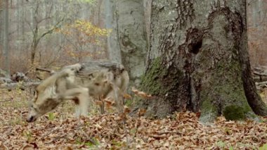 Avrupa Gri Kurtları (Canis Lupus) sonbahar ormanlarında