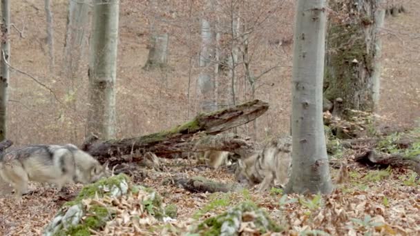 European Gray wolves (Canis Lupus) smell and look for food next to fallen trees in the autumn forest — Stockvideo