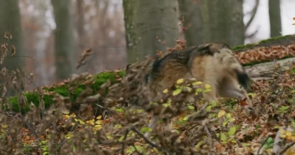 Серые волки (Canis Lupus) бегают в осеннем лесу, замедленная съемка — стоковое видео