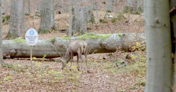 Adulto Red Deer Stag Grazing na floresta de Outono, Hungria, Europa — Vídeo de Stock
