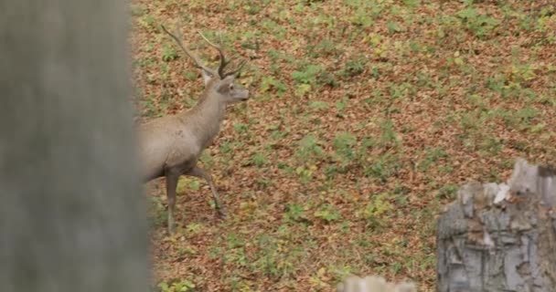 Red deer (Cervus elaphus) running and watching in the autumn forest, slow motion — Stok video