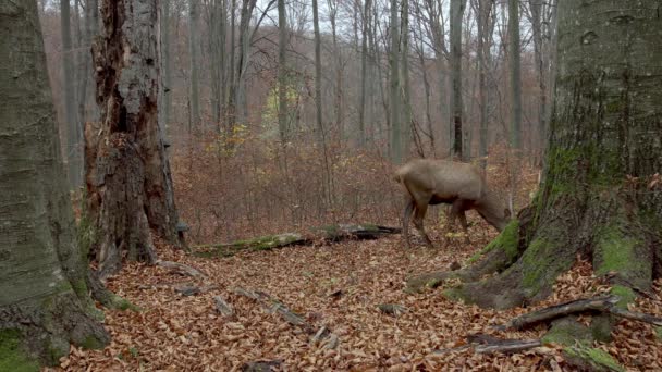 Red deer (Cervus elaphus) feeding in the autumn forest — 비디오