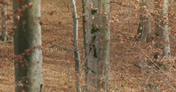 Gray wolves (Canis Lupus) running in the autumn forest, slow motion — стоковое видео