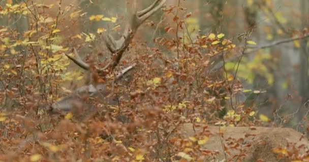 Выпас взрослых рыжих оленей, Европа, Венгрия — стоковое видео