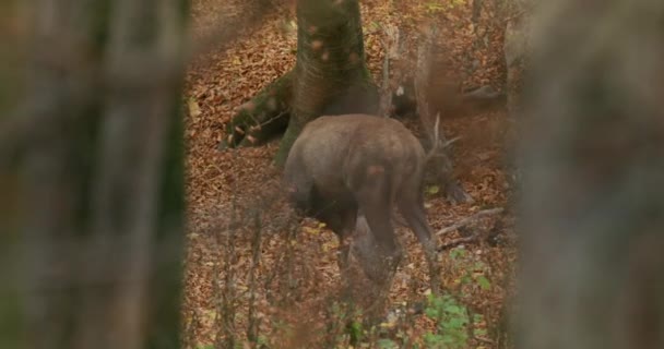Cervo Rosso Adulto Cervo Pascolo, Ungheria, Europa, rallentatore — Video Stock