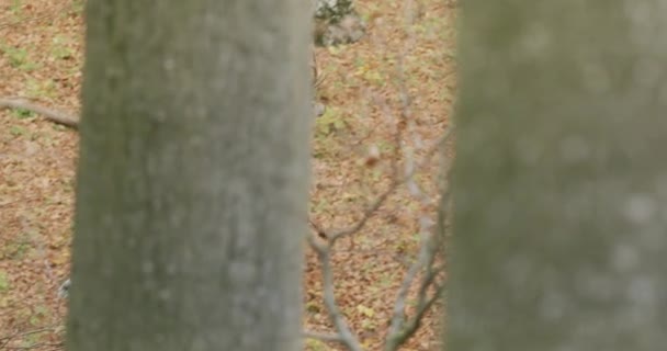 Красный олень (Cervus elaphus), бегущий в осеннем лесу, замедленная съемка — стоковое видео