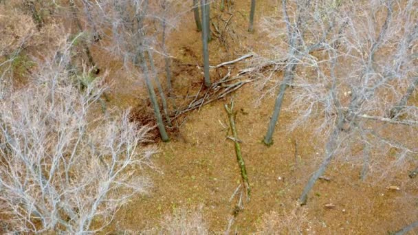 Loup gris d'Europe (Canis Lupus Lupus) court dans la forêt, vue aérienne — Video