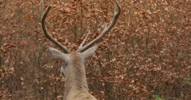 Red deer (Cervus elaphus) in the autumn forest. Close-up, slow motion — Video Stock