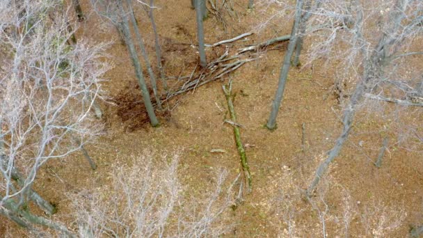 Loup gris d'Europe (Canis Lupus Lupus) court dans la forêt, vue aérienne — Video
