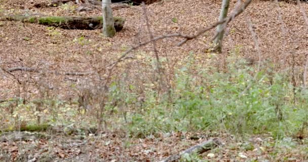 Європейські сірі вовки (Canis Lupus) в осінньому лісі сповільнюють рух. — стокове відео