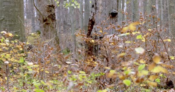 Dospělý jelen jelen pasoucí se v podzimním lese — Stock video