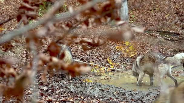 Gray wolves (Canis Lupus) sniffing a forest puddle in the autumn forest — Αρχείο Βίντεο