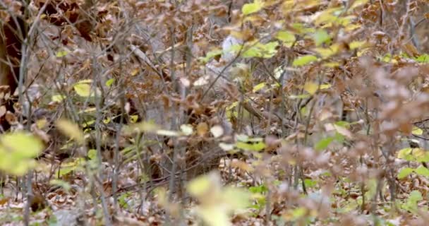 Красный олень осенью пасущийся и озирающийся — стоковое видео