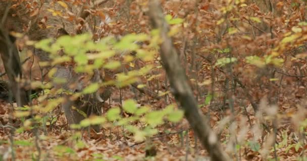 Красный олень (Cervus elaphus) кормящийся в осеннем лесу, замедленная съемка — стоковое видео
