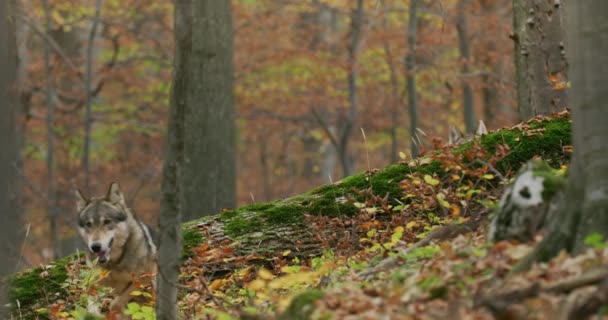 Graue Wölfe (Canis Lupus) laufen im herbstlichen Wald, Zeitlupe — Stockvideo