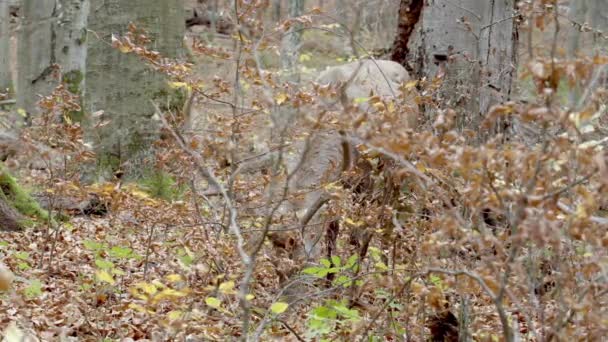 Ciervo rojo (Cervus elaphus) en el bosque de otoño — Vídeos de Stock