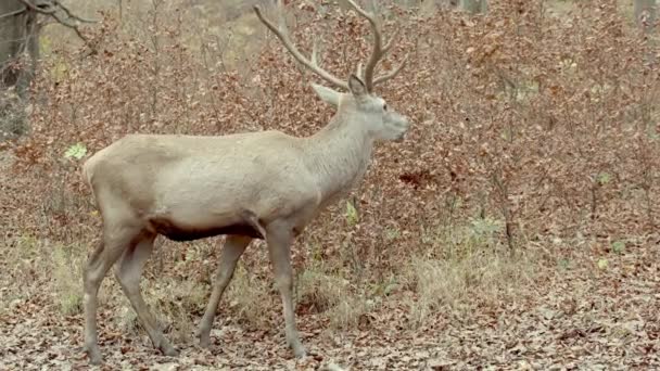 Adult Red Deer Stag Grazing in autumm forest — 图库视频影像