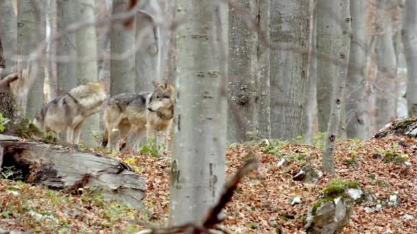 Un gruppo di lupi grigi nella foresta, Europa — Video Stock