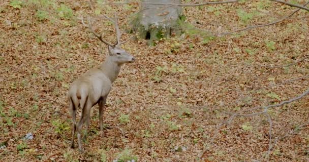 Red deer (Cervus elaphus) feeding in the autumn forest, slow motion — Stok video