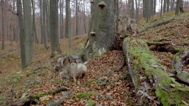 Lobos grises europeos (Canis Lupus Lupus) en el bosque — Vídeo de stock