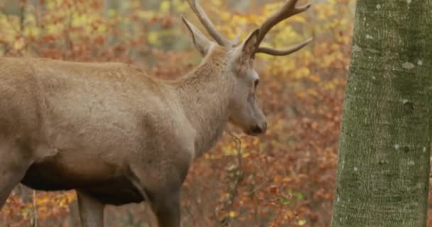 Red deer (Cervus elaphus) looking for food in the autumn forest, slow motion — 비디오