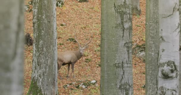 Červený jelen (Cervus elaphus) v podzimním lese, zpomalený pohyb — Stock video