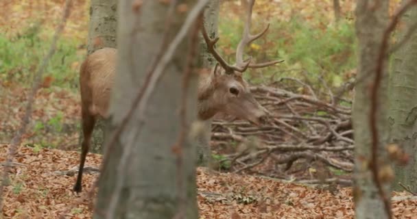 Ciervo rojo (Cervus elaphus) en el bosque de otoño, cámara lenta. Hungría, Europa — Vídeos de Stock