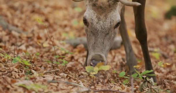 Il cervo rosso (Cervus elaphus) che si nutre nella foresta autunnale, al rallentatore — Video Stock