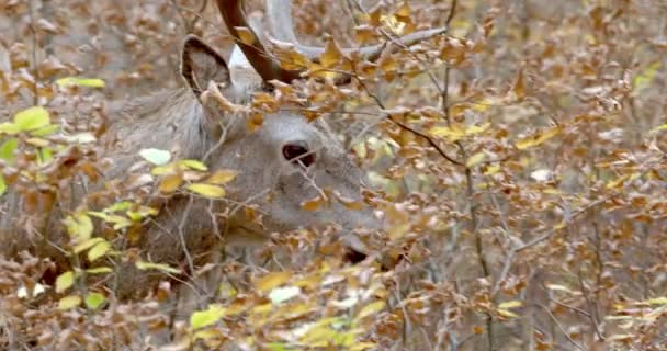 Červený jelen na podzim pasoucí se a rozhlížející se po Evropě — Stock video