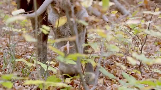 成虫赤鹿の放牧,ハンガリー — ストック動画
