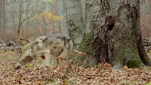 European Gray wolves (Canis Lupus) n the autumn forest — Vídeo de Stock