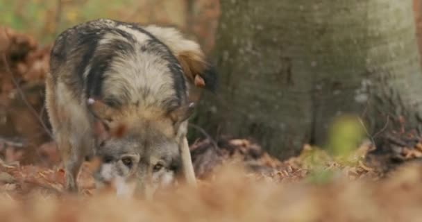Gray wolves (Canis Lupus) search for food in the autumn forest, slow motion shot — Stok video
