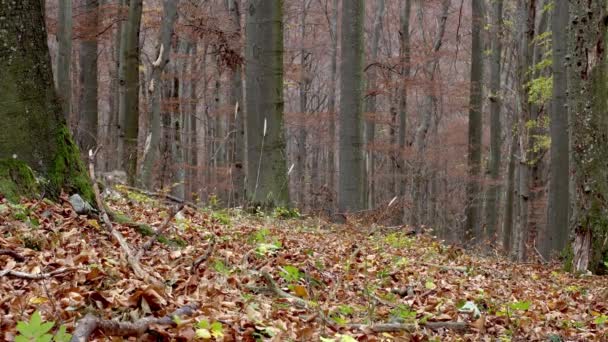 Lobos grises europeos (Canis Lupus Lupus) corre en el bosque — Vídeo de stock