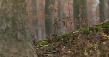 Avrupa Gri Kurtları (Canis Lupus Lupus) Ormanda, Yavaş Çekimde Koşuyor