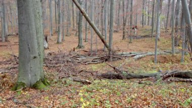 Avrupa Gri Kurtları (Canis Lupus Lupus) Ormanda Koşuyor.