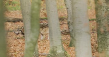 Gray wolves (Canis Lupus) running in the autumn forest, slow motion
