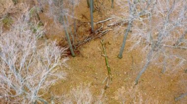 Avrupa Gri Kurtları (Canis Lupus) sonbahar ormanlarında koşar.