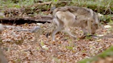 Avrupa Gri Kurt (Canis Lupus) sonbahar ormanında