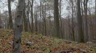 European Gray Wolves (Canis Lupus Lupus) Is Running In The Forest