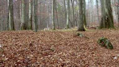 Avrupa Gri Kurt (Canis Lupus) sonbahar ormanında