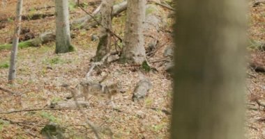 Gri Kurt (Canis Lupus) sonbahar ormanında ağır çekimde koşar.